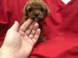 Toy Poodle Bebeklerim