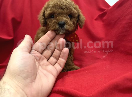 Toy Poodle Bebeklerim görsel