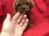 Toy Poodle Bebeklerim