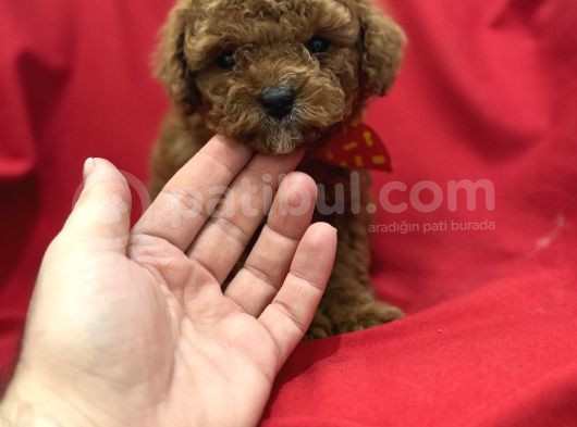 Toy Poodle Bebeklerim görsel