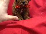 Toy Poodle Bebeklerim