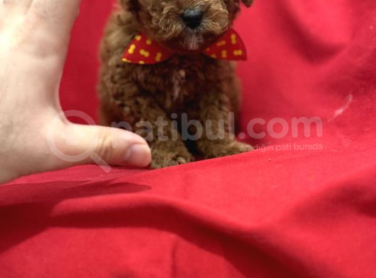 Toy Poodle Bebeklerim görsel