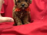 Toy Poodle Bebeklerim