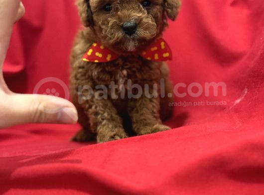 Toy Poodle Bebeklerim görsel