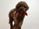 Toy Poodle Bebeklerim