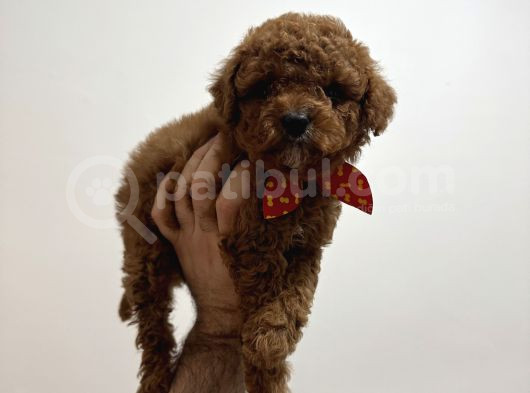 Toy Poodle Bebeklerim görsel