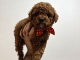 Toy Poodle Bebeklerim