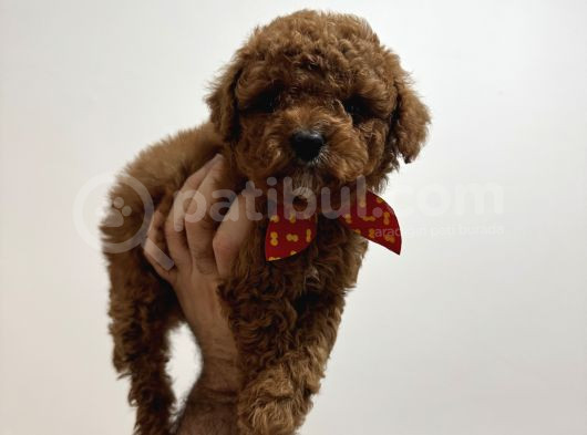 Toy Poodle Bebeklerim görsel
