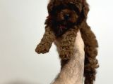 Toy Poodle Bebeklerim