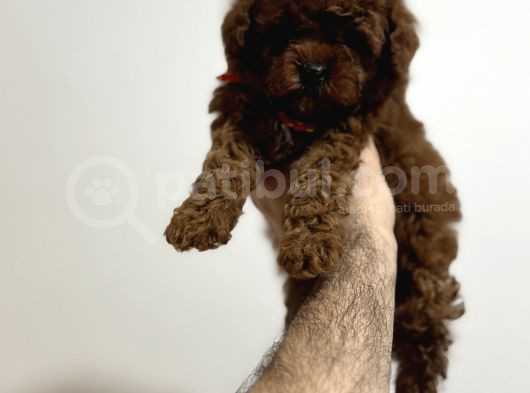 Toy Poodle Bebeklerim görsel