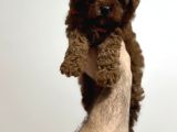 Poodle Bebeklerimiz