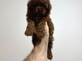 Poodle Bebeklerimiz