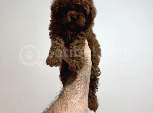 Poodle Bebeklerimiz görsel