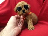 Poodle Bebeklerimiz
