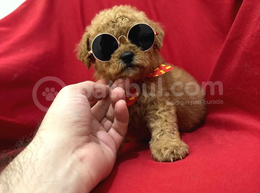 Poodle Bebeklerimiz görsel