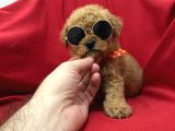 Poodle Bebeklerimiz
