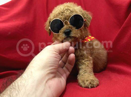 Poodle Bebeklerimiz görsel