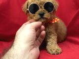 Poodle bebeklerimiz