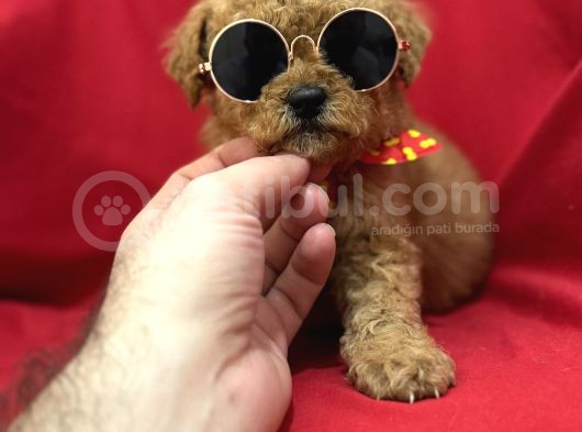 Poodle bebeklerimiz