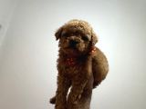Poodle Bebeklerimiz