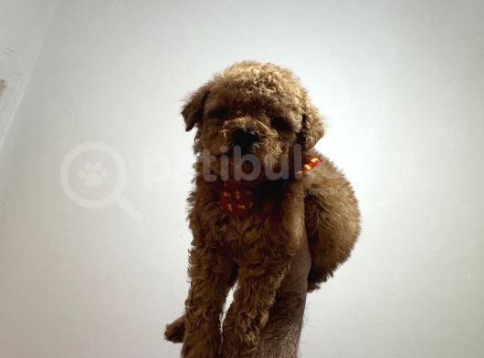 Poodle Bebeklerimiz görsel