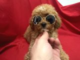 Poodle Bebeklerimiz