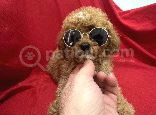 Poodle Bebeklerimiz görsel