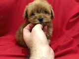 Poodleden Farksız Maltipo Yavruları