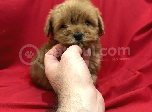 Poodleden Farksız Maltipo Yavruları görsel