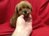 Poodleden Farksız Maltipo Yavruları