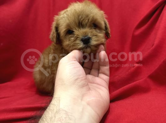 Poodleden Farksız Maltipo Yavruları görsel