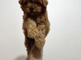 Poodleden Farksız Maltipo Yavruları