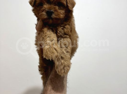 Poodleden Farksız Maltipo Yavruları görsel