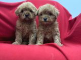 Poodleden Farksız Maltipo Yavruları