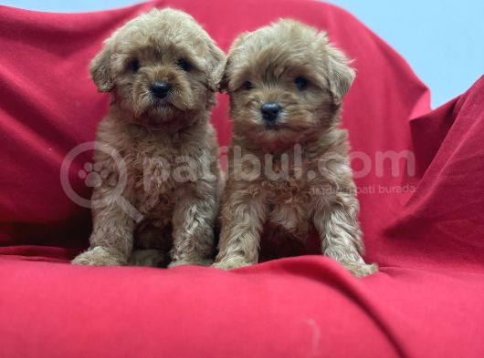 Poodleden Farksız Maltipo Yavruları görsel