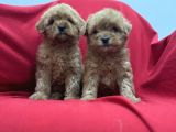 Poodleden Farksız Maltipo Yavruları
