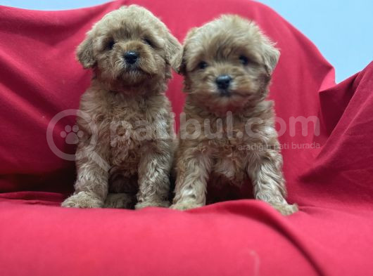 Poodleden Farksız Maltipo Yavruları görsel
