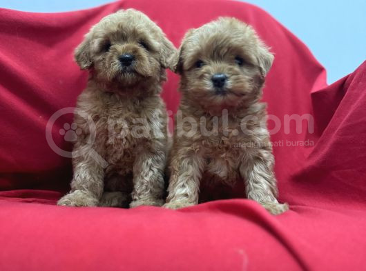 Poodleden Farksız Maltipo Yavruları görsel