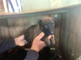 Saf Kan Belgain  Malinois
