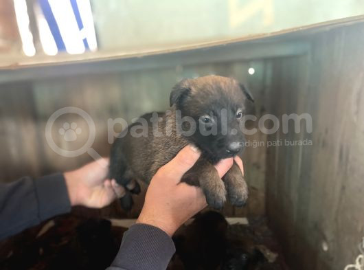 Saf Kan Belgain  Malinois görsel