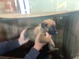 Saf Kan Belgain  Malinois