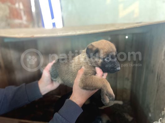 Saf Kan Belgain  Malinois görsel
