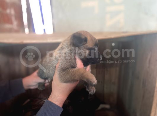 Saf Kan Belgain  Malinois görsel