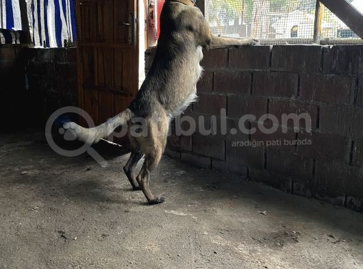 Saf Kan Belgain  Malinois görsel
