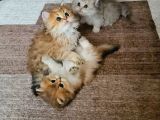 Muhteşem Kalite De Kan Hattı Üst Sekment Yavrularımız