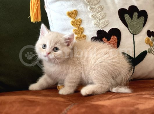 Hari̇ka Renk Bri̇ti̇sh Shorthai̇r Yavrum görsel