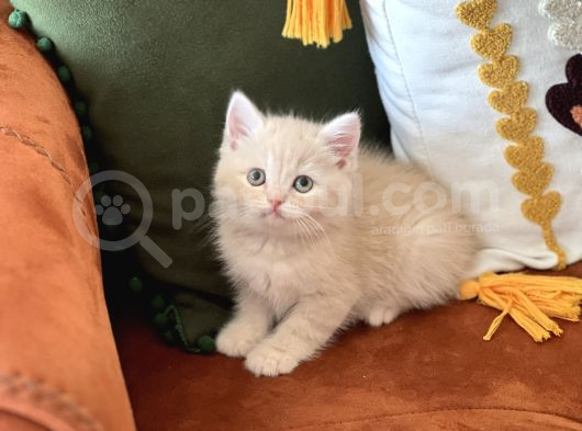 Hari̇ka Renk Bri̇ti̇sh Shorthai̇r Yavrum görsel