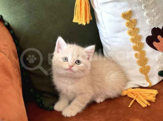 Hari̇ka Renk Bri̇ti̇sh Shorthai̇r Yavrum görsel