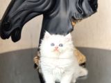 SHOW GÜZELLİKTE MAVİ GÖZ BRİTİSH LONGHAİR YAVRUM
