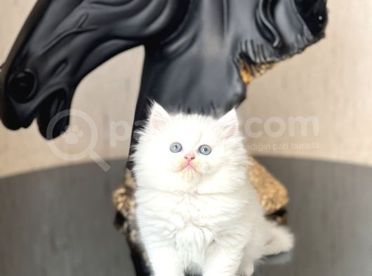 Show Güzelli̇kte Mavi̇ Göz Bri̇ti̇sh Longhai̇r Yavrum